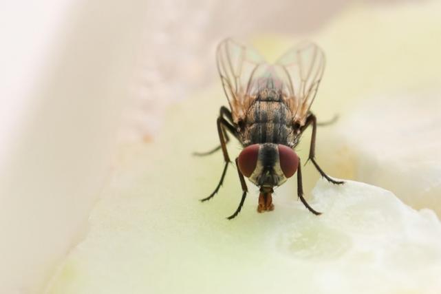 Désinsectisation mouches et fourmis Dieppe