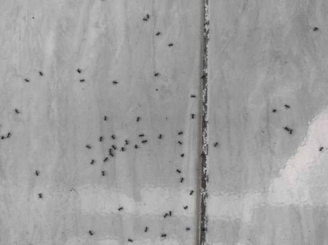 solution anti-fourmis