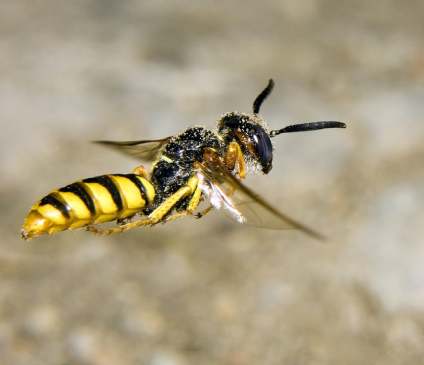 Destruction de nids de guêpes et frelons asiatiques