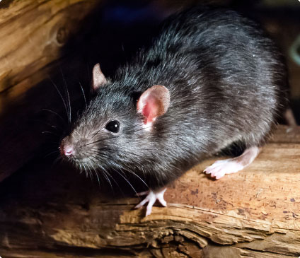 Dératisation et destruction de souris